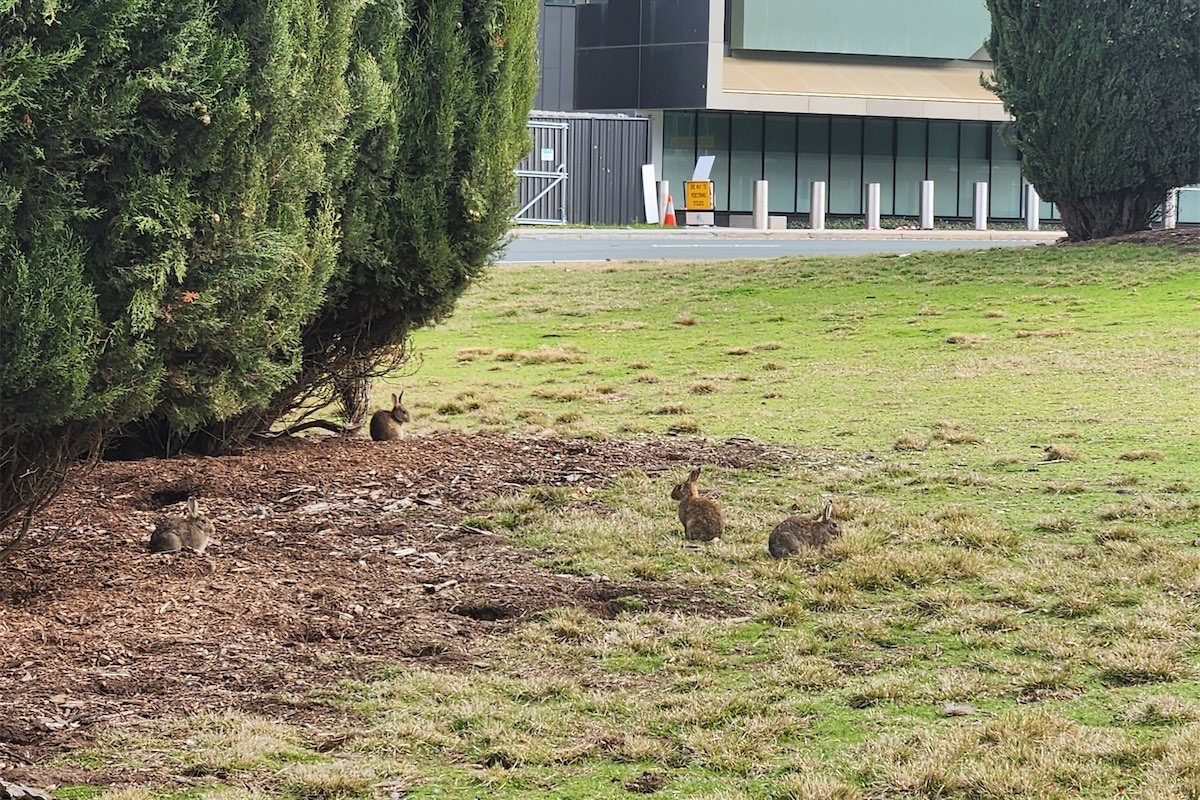 Government finally takes on City Hill rabbits