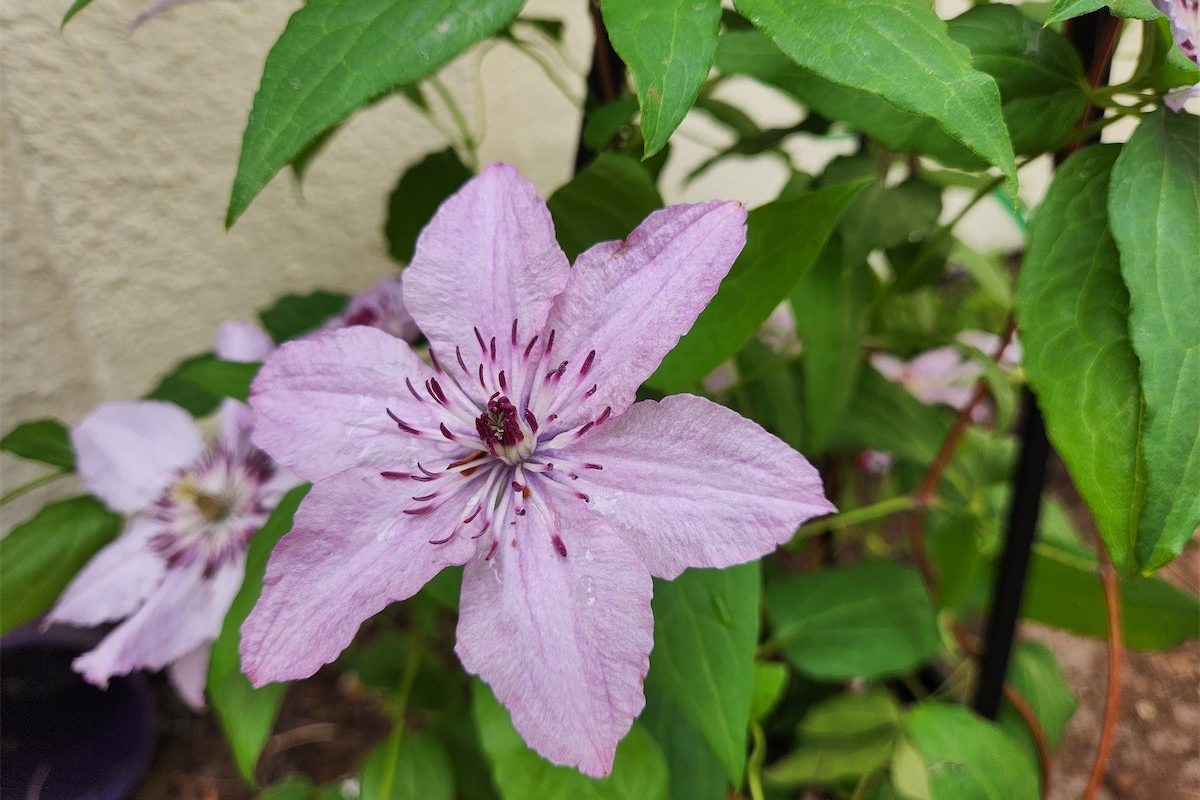 A gentle climber takes off