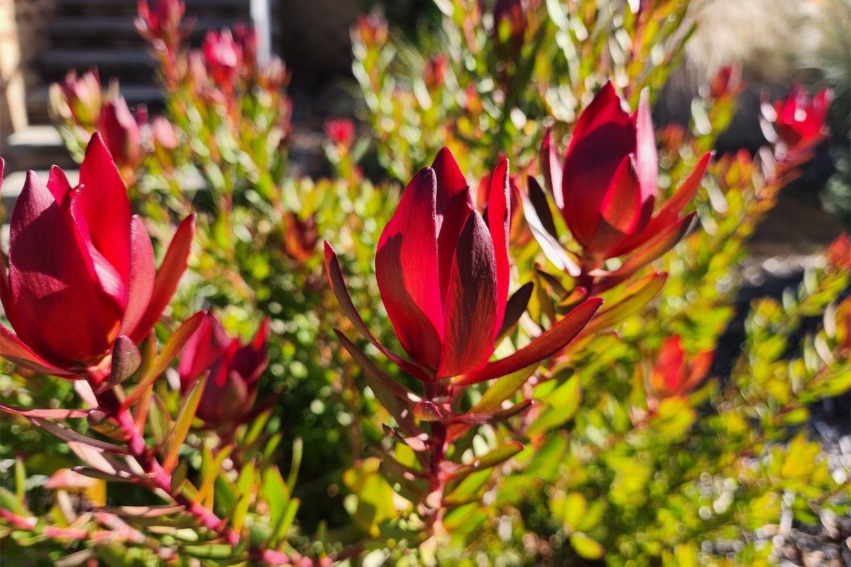 Cone bush brings winter colour