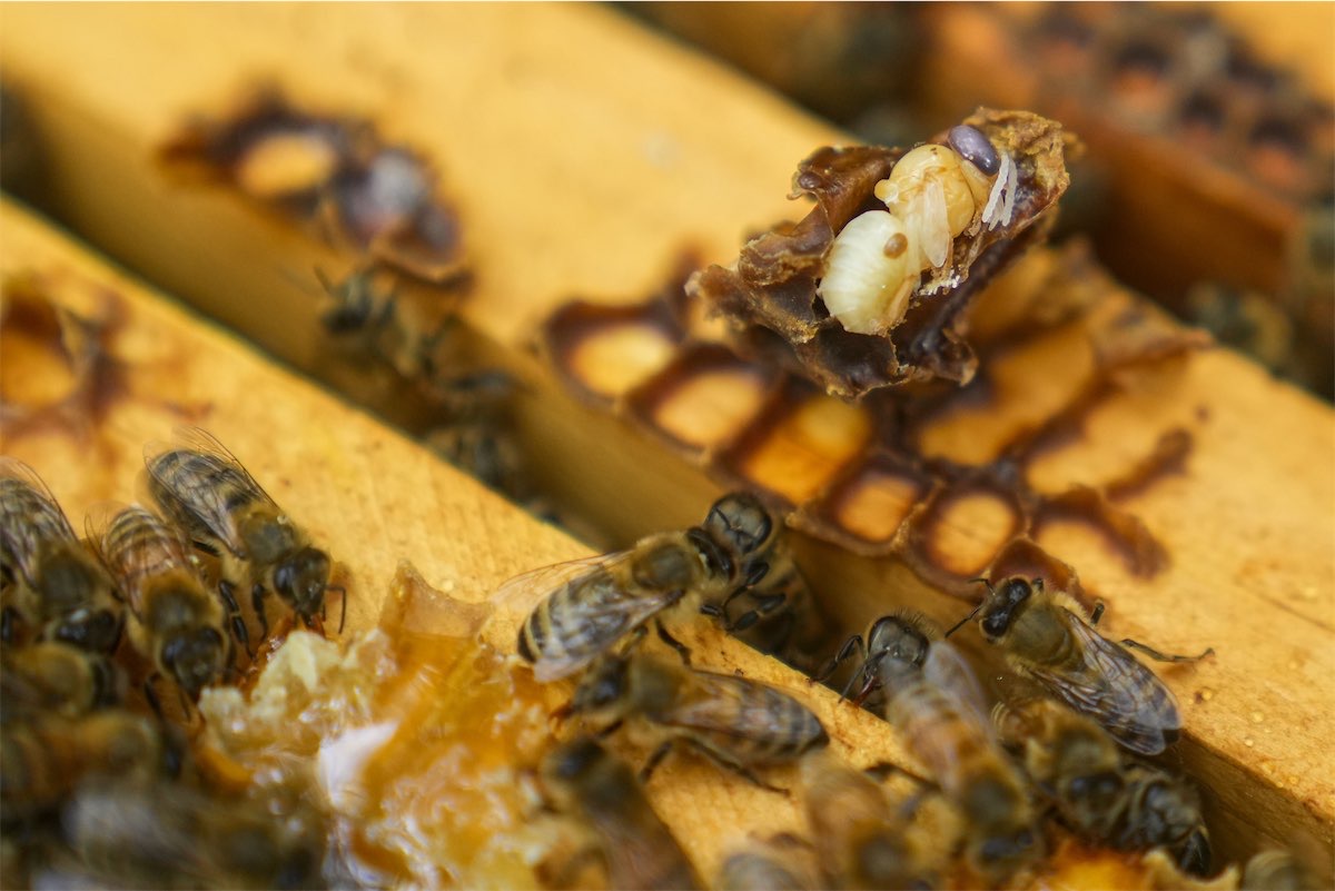 Bee-killing varroa mite spreads further inland