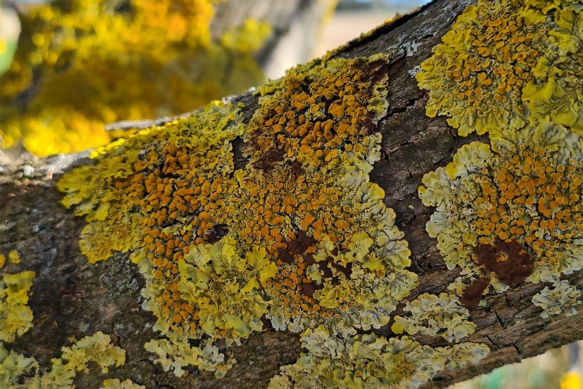 Love is… lots of lovely lichen