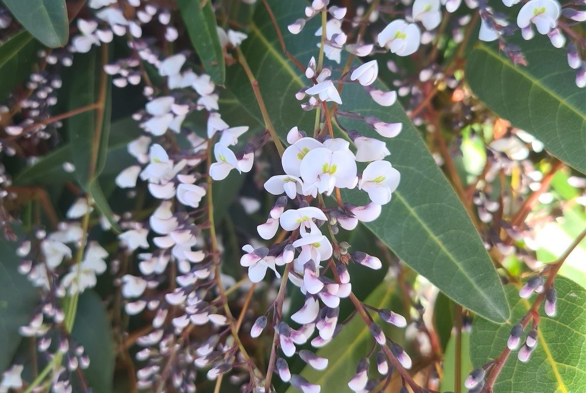 Wanderer happy to put on a spring show