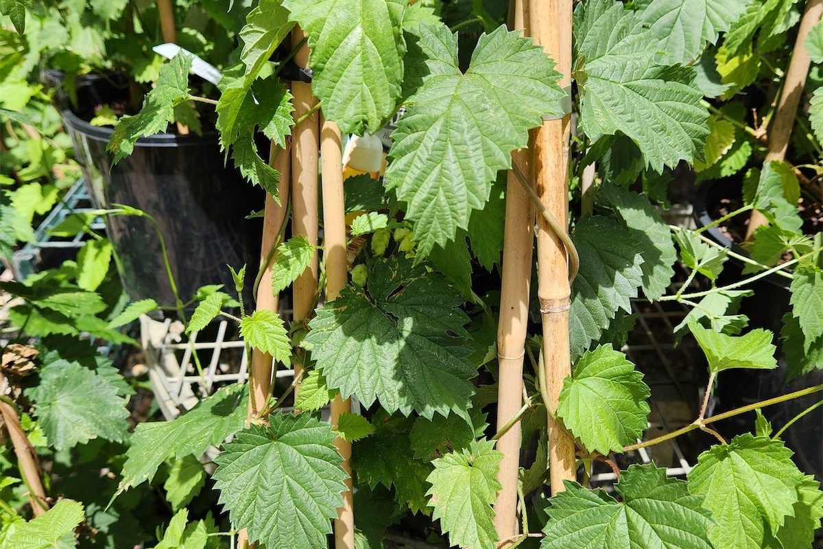 Hops and how to grow them