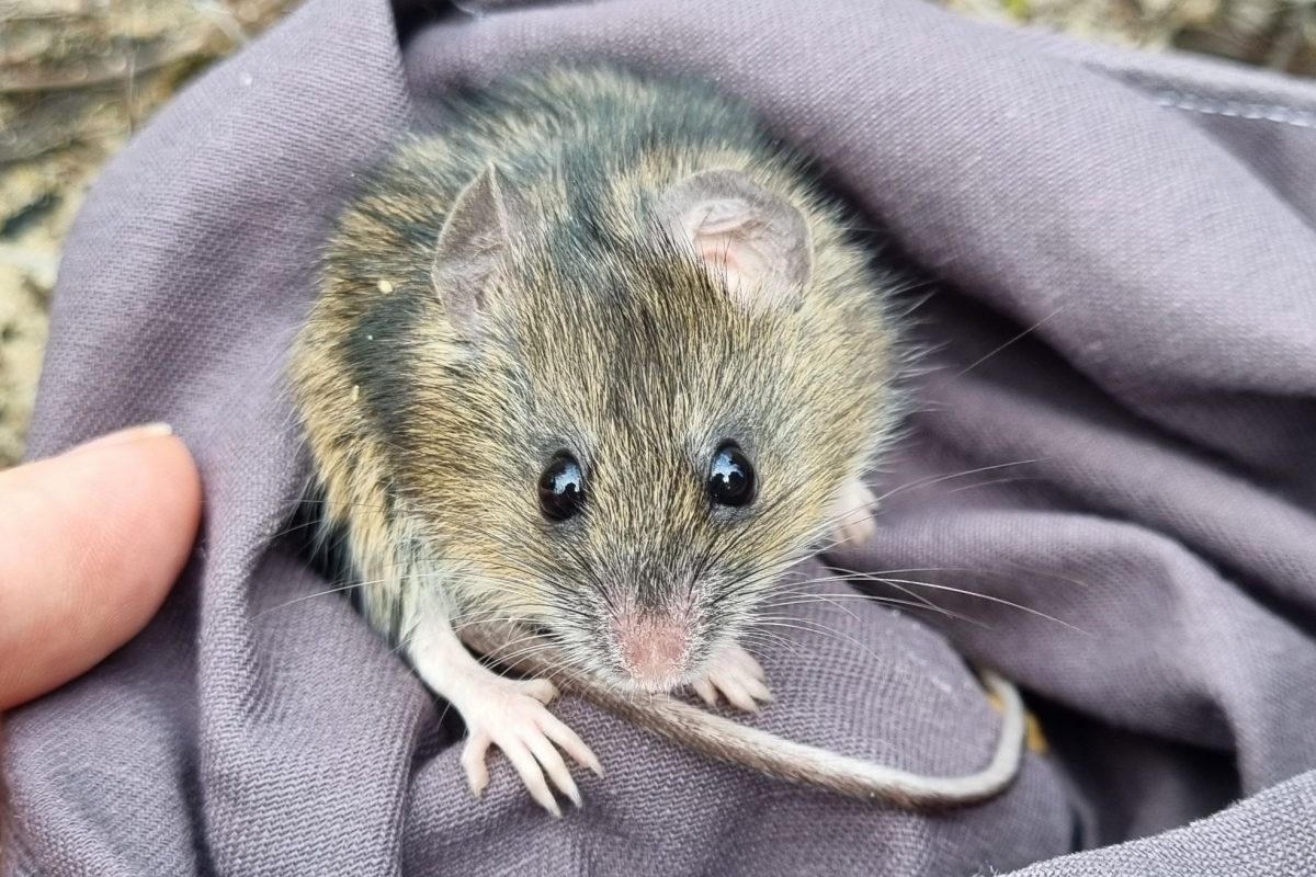 Study maps plan to save native rodent from extinction