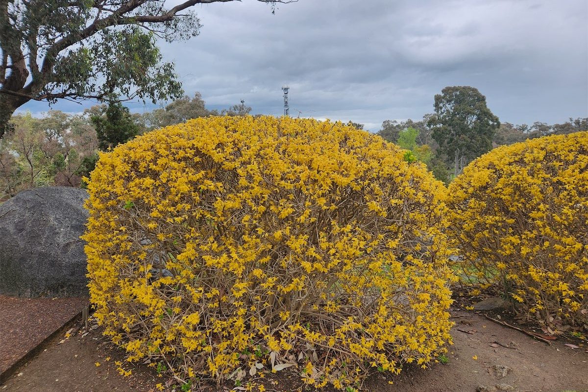 Burst of yellow to welcome spring