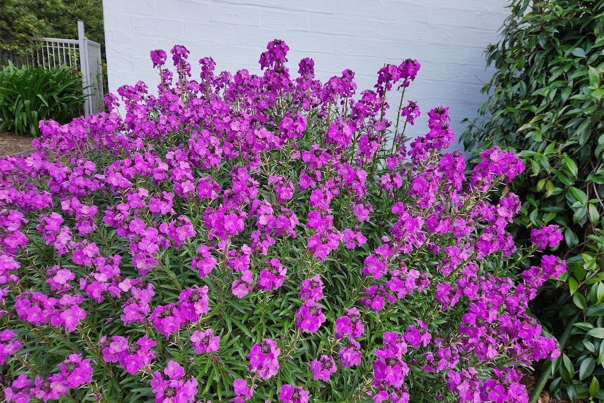 There’s lots to like about wallflowers