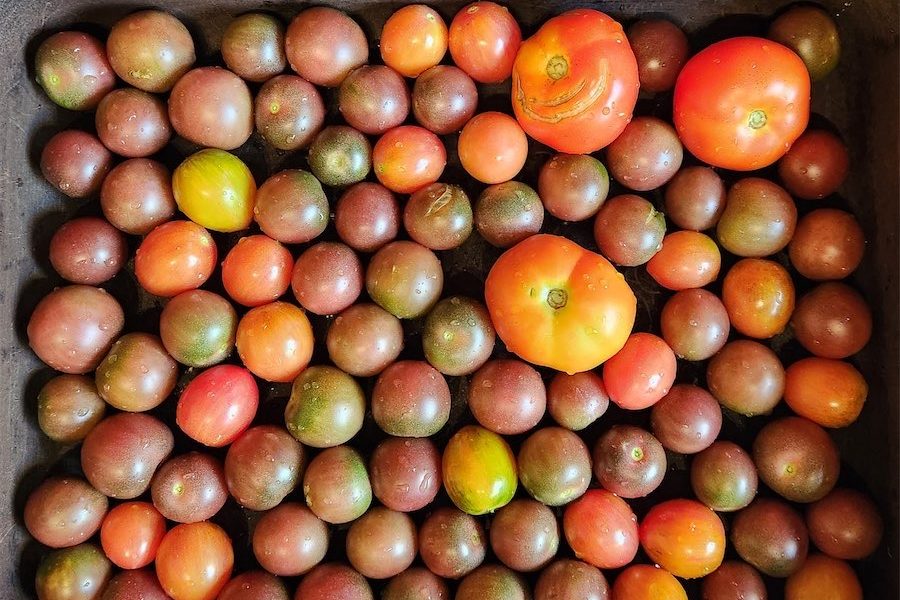 Tomatoes, the answer lies in the soil