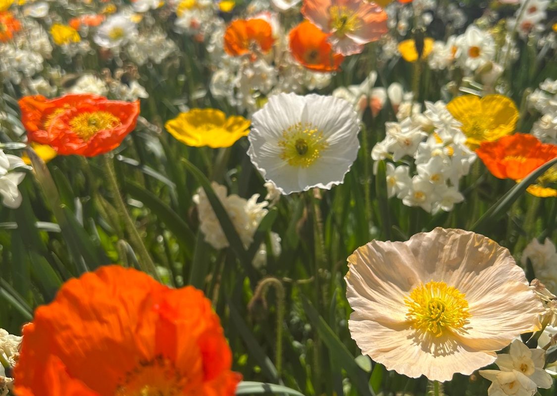 Warmer spring with rain forecast for the ACT