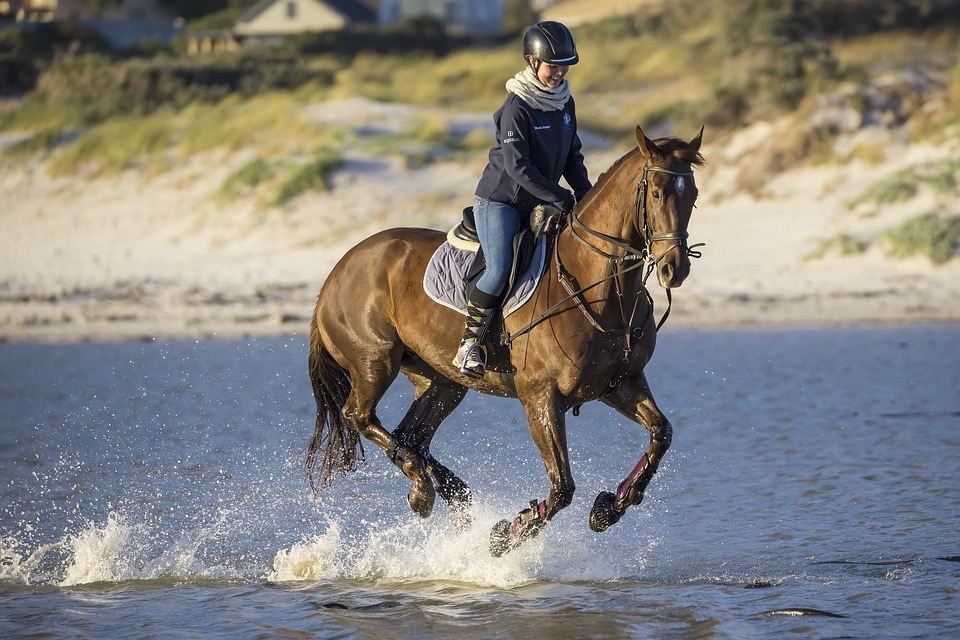 Saddle up for Canberra’s best equine experiences