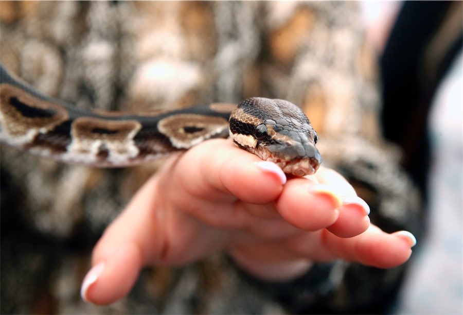 Man charged after pet snakes set free