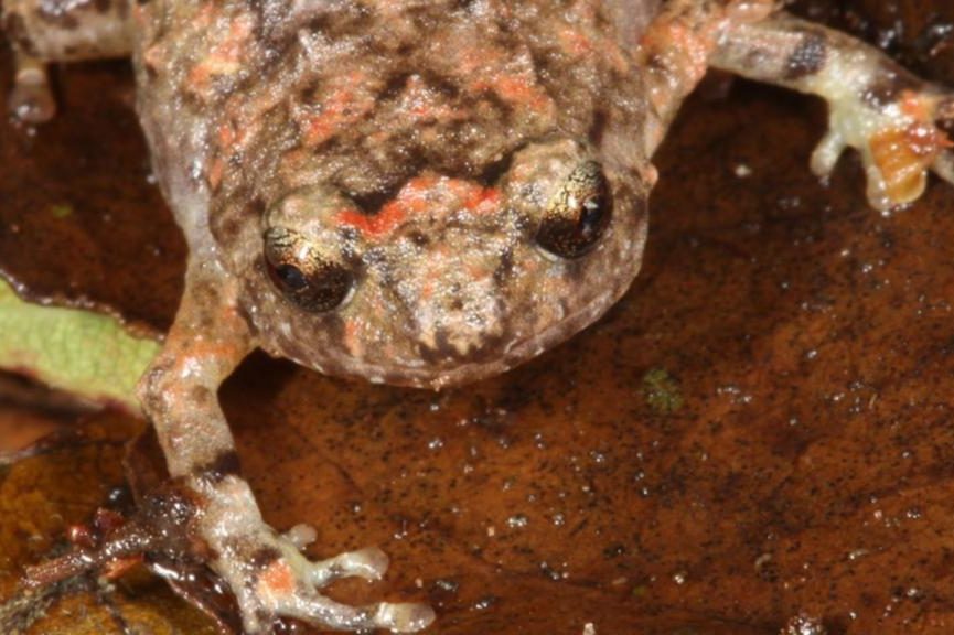 Frogs in hot water from climate, other threats