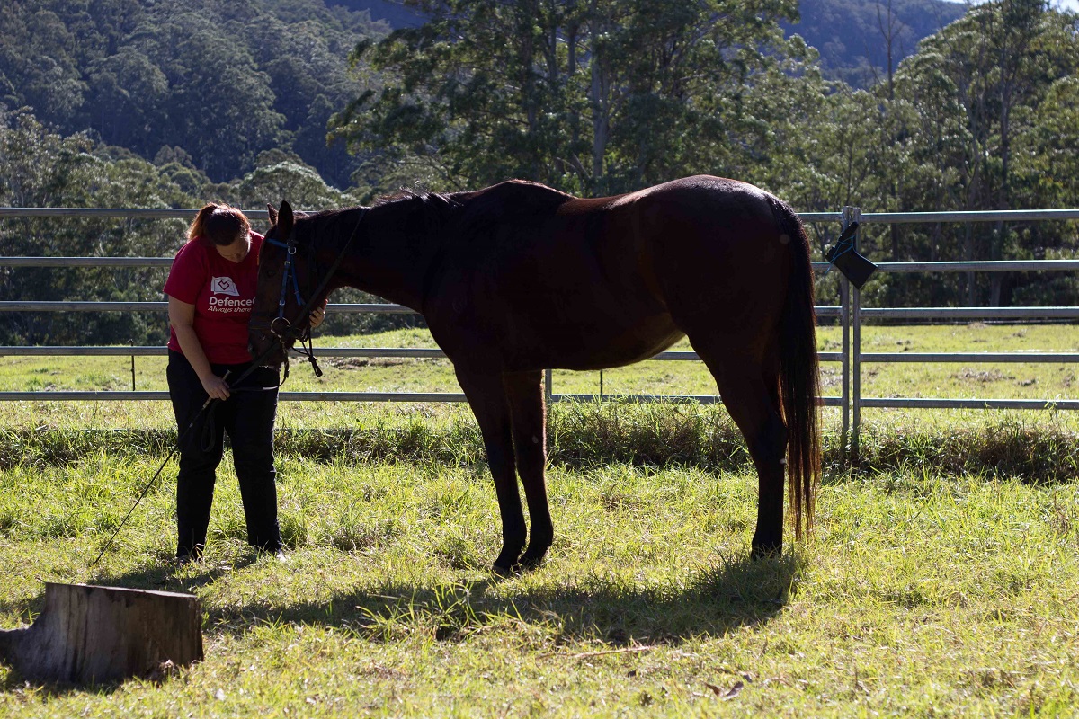 Film shows how horses help traumatised veterans