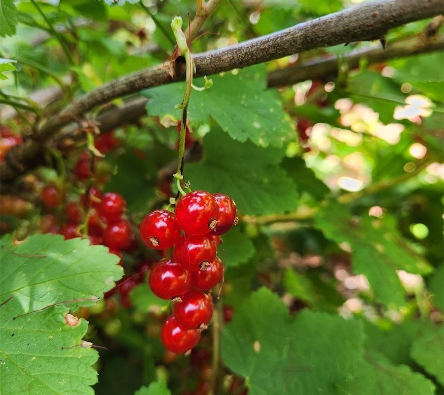 More sun means more currants