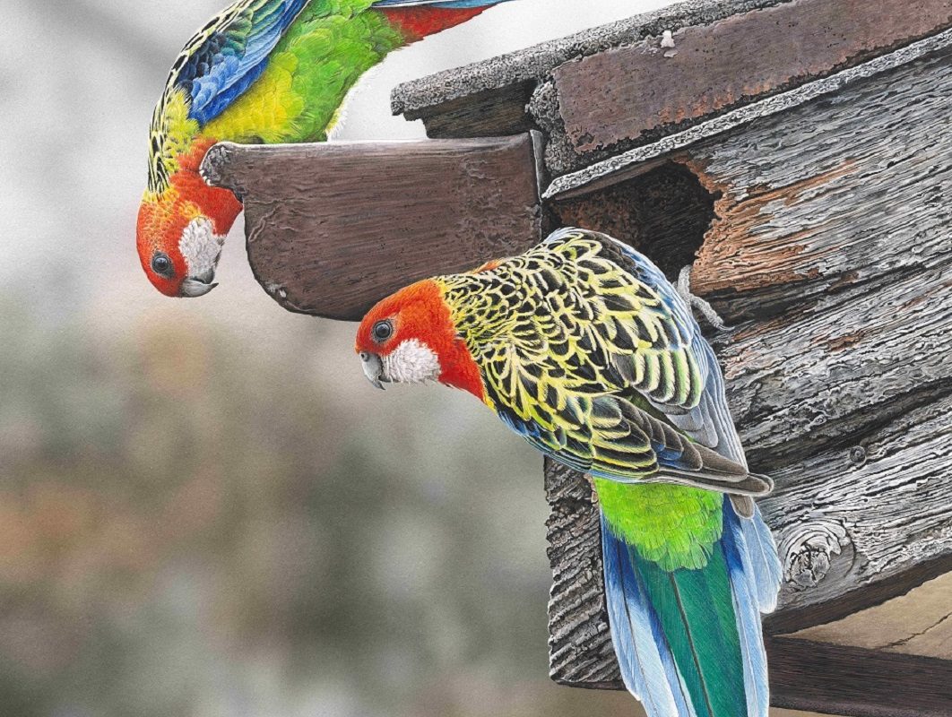 Rosella painting catches the judge’s eye