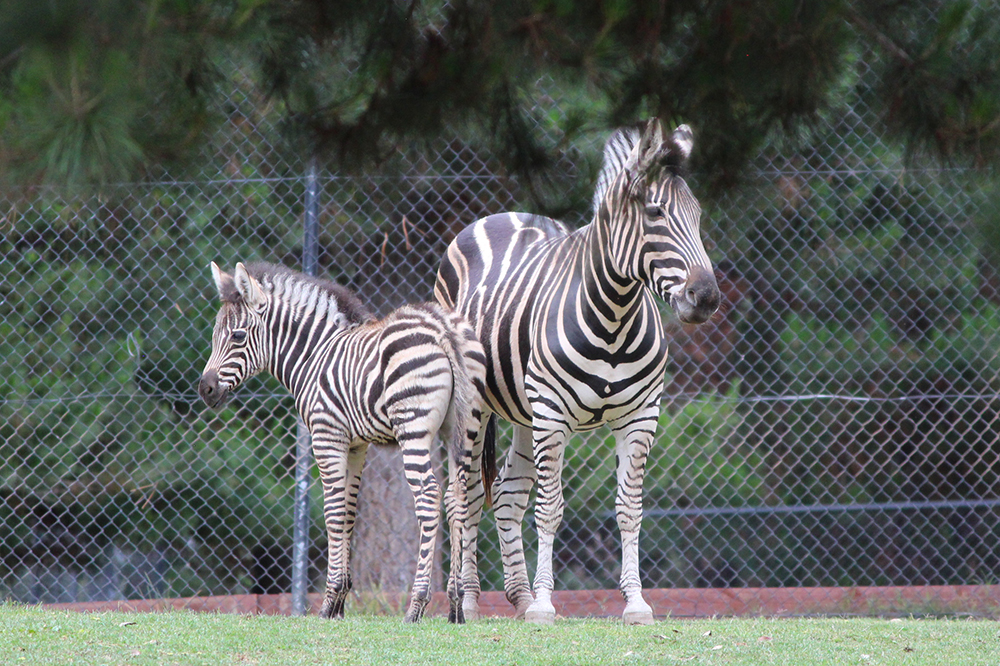 Two new arrivals at the Canberra zoo