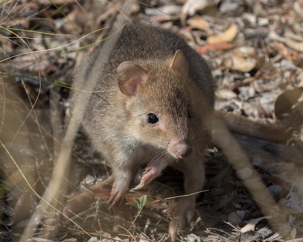 Small bettong boost for Mulligan’s Flat