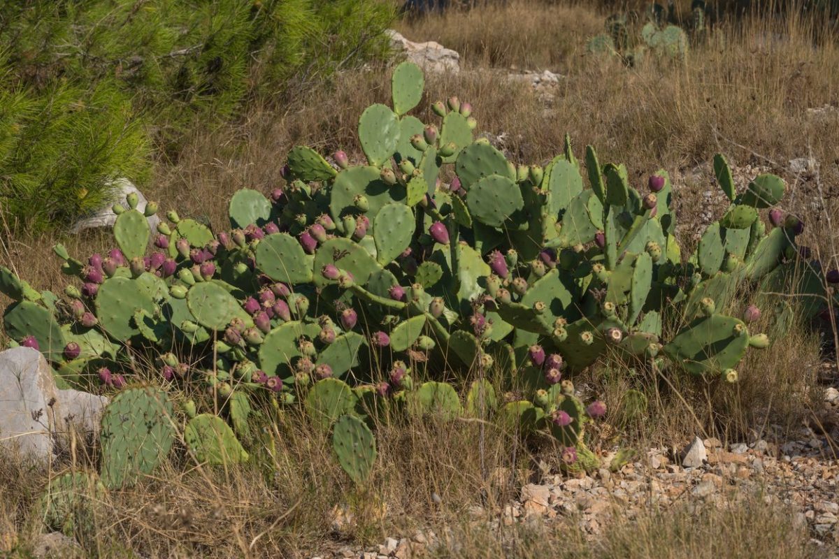 Insects to tackle prickly pear outbreak in Molonglo Gorge
