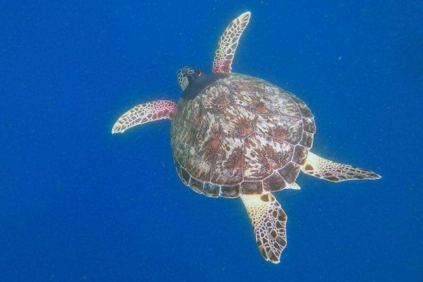 Sea turtles tracked deep into Sydney Harbour | Canberra CityNews