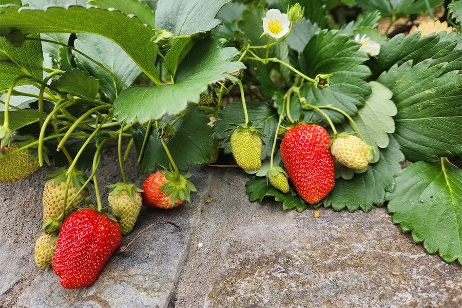 It’s almost strawberry planting time