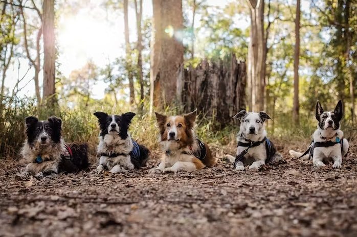 Conservation dogs take a walk on the wild side