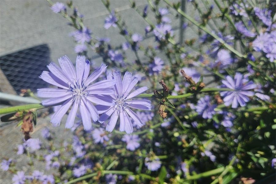 Blue flowers brighten a drab plant