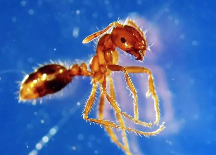 Fire ants could cost ‘half a covid’ every year