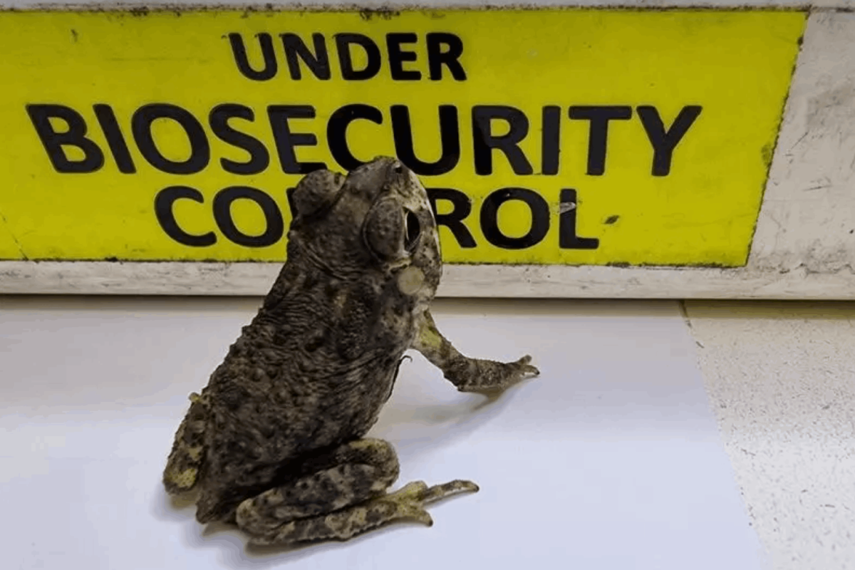 Live toad and human bones among items stopped at border