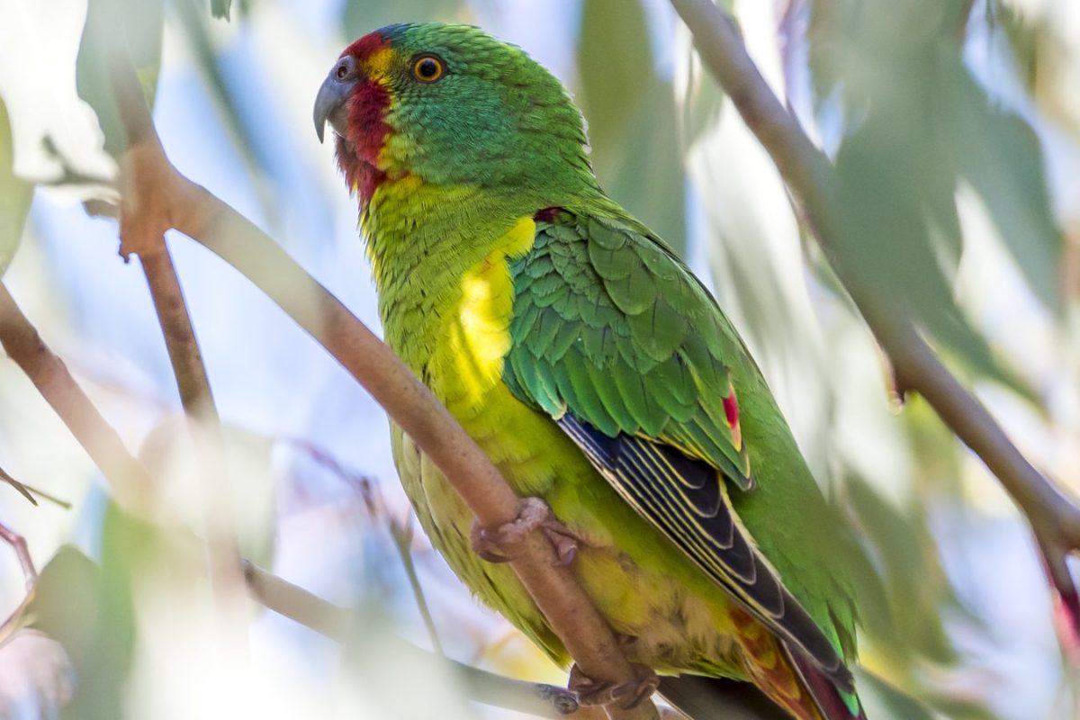 Fury over edited plan to save world’s fastest parrot