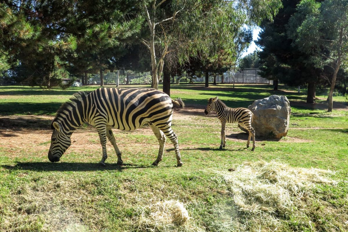 Zebra foal has the zoo guessing its gender