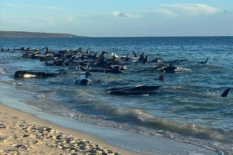 Desperate bid to rescue whales in mass stranding