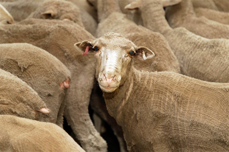 Live sheep exports to end in 2028