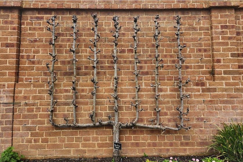 Good pruning equals more fruit 