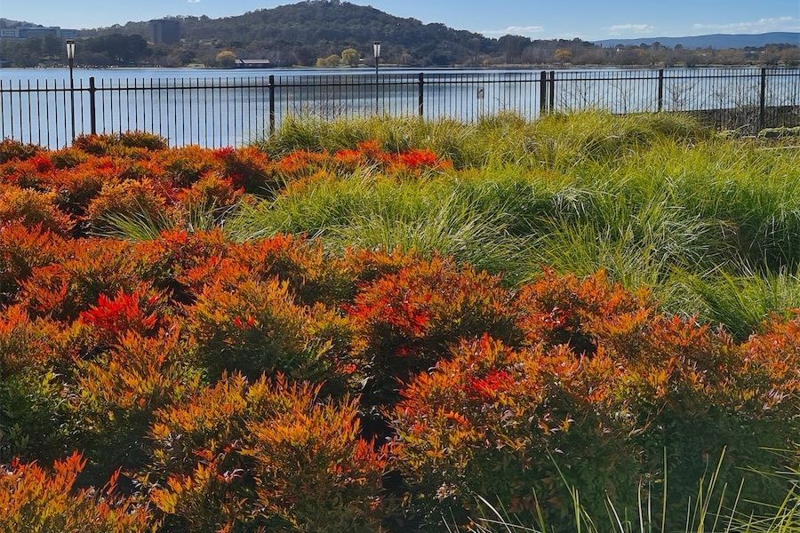 Winter garden can still have plenty of colour | Canberra CityNews