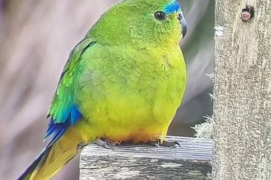 Tags could shed light on rare parrot’s ‘missing link’