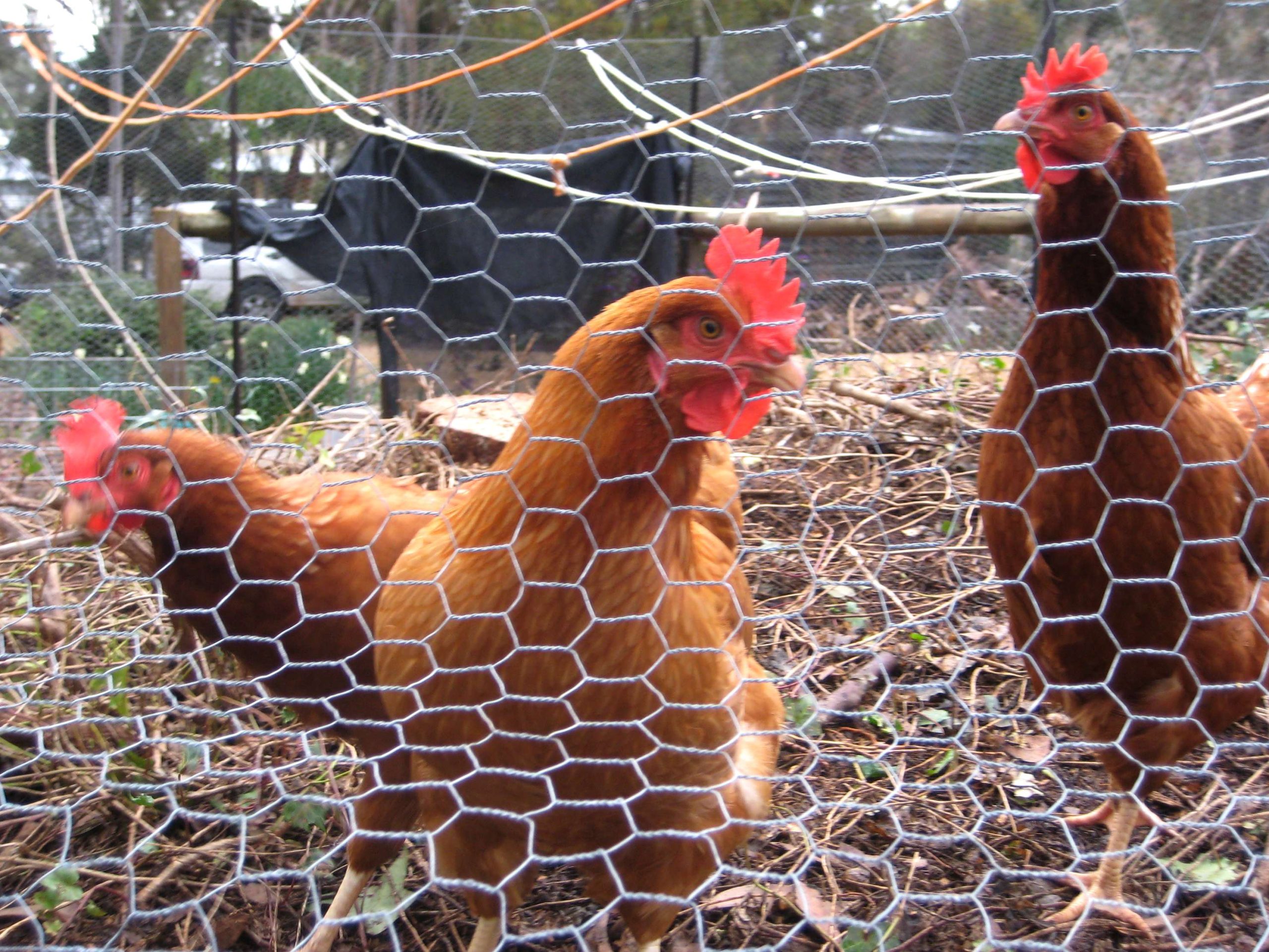 Bird flu detected at eighth Victorian farm | Canberra CityNews