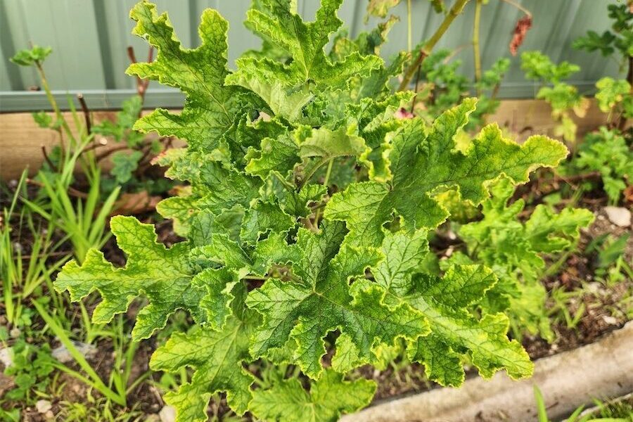 A trusty, old geranium untroubled by frost