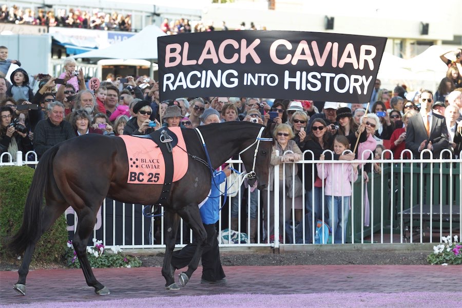 Legendary racehorse Black Caviar dies | Canberra CityNews