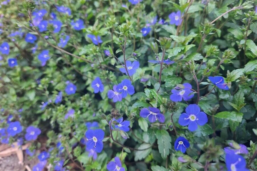 Ground cover with the electric-blues