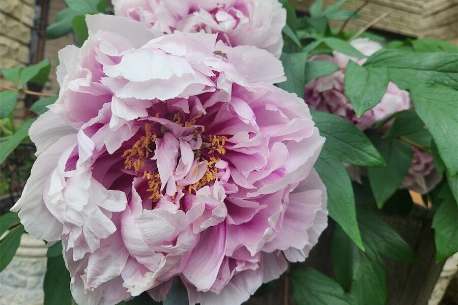 Peony time for fluffy blooms