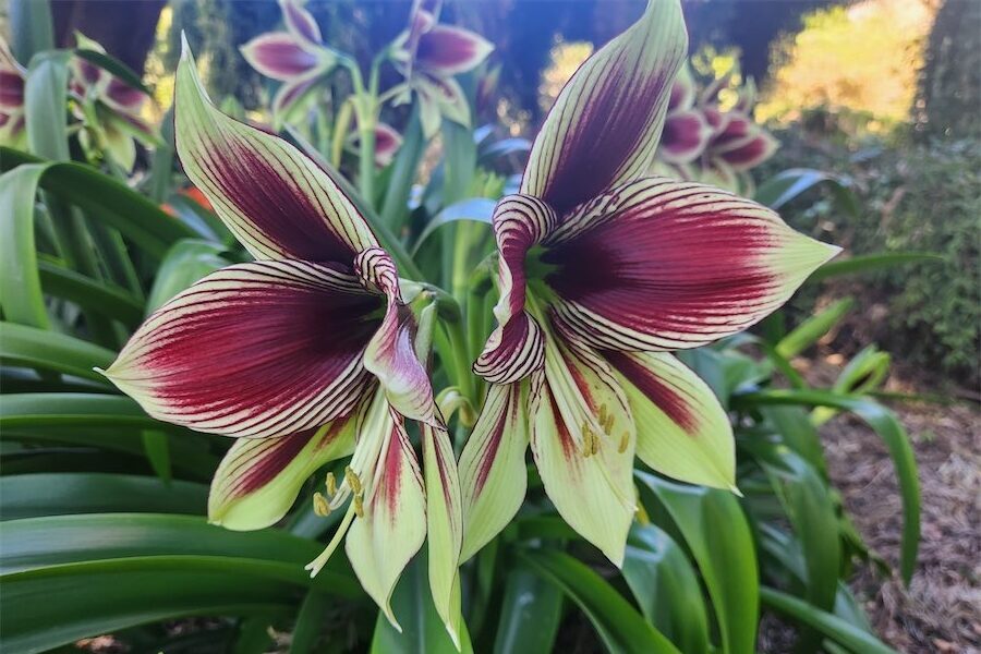 Trumpet flowers are a show stopper!