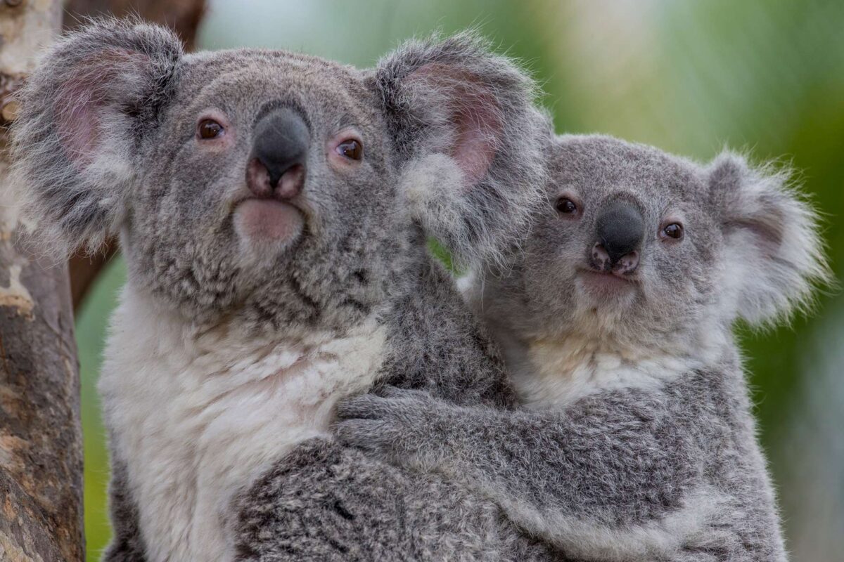 The Koala Army is on the march in Canberra