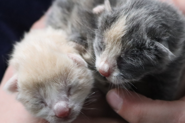 Animal shelter braces for the kitten onslaught