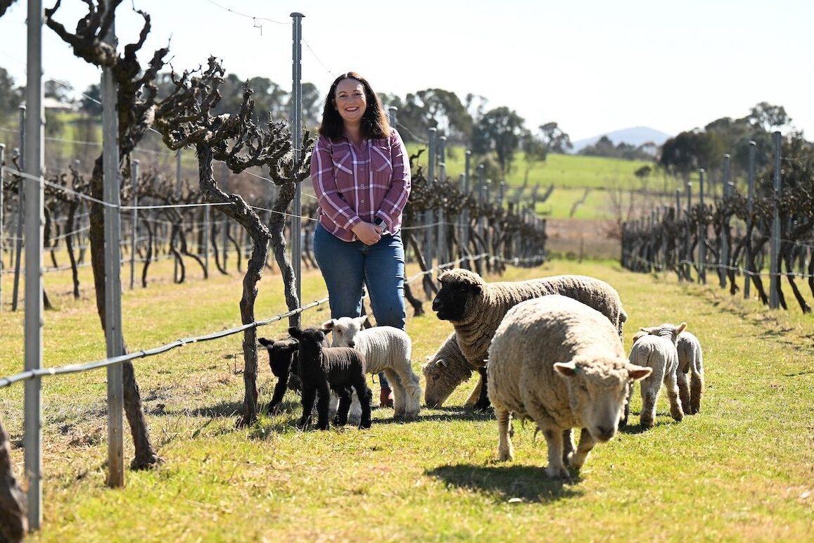 Farmers flock to baby-faced ‘organic lawnmowers’