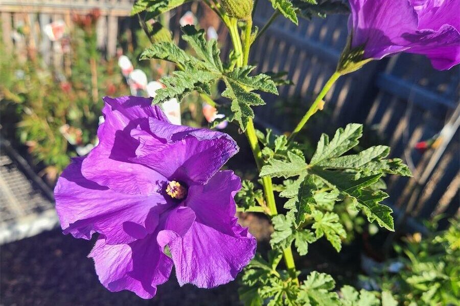 The showiest shrubs for spring | Canberra CityNews