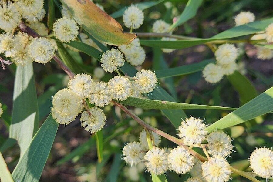 Here come the pom poms from the blooming wattles