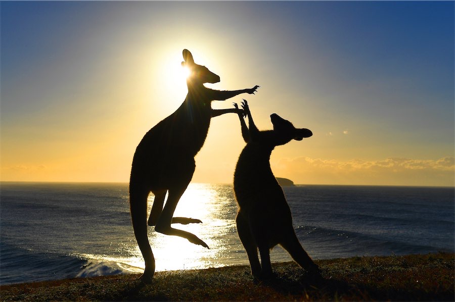 Demand to pressure US senators out of kangaroo ban