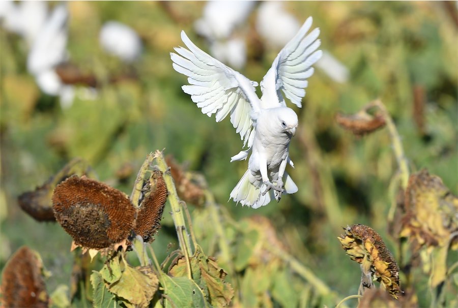 Australia cannot stop deadly bird flu, minister warns