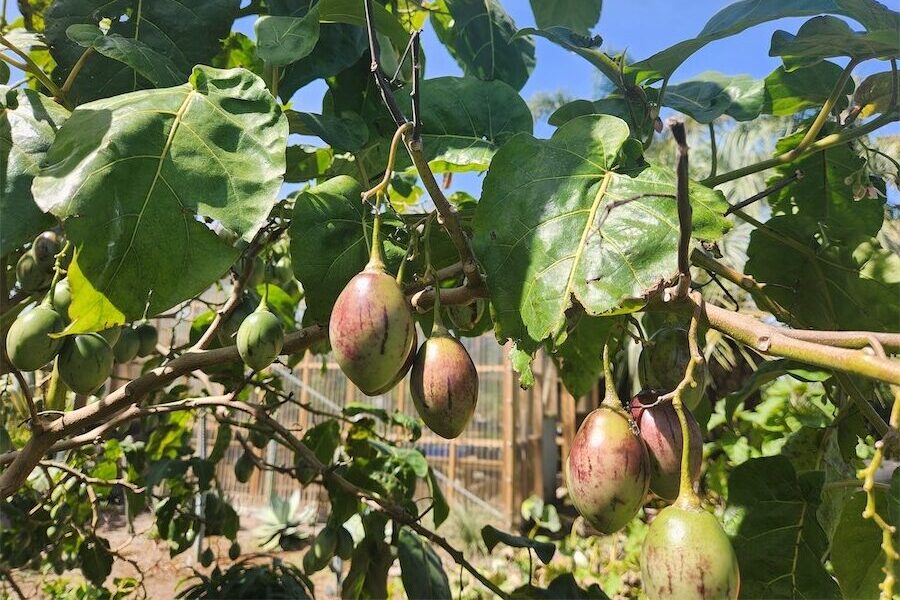 Tree tomatoes come with challenges