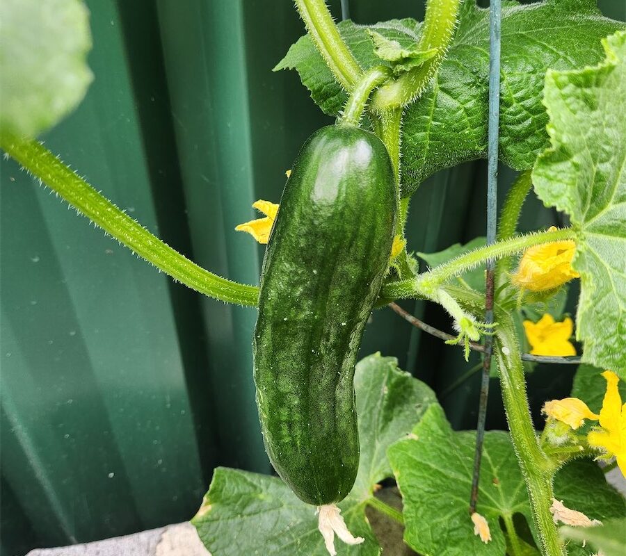 Try some easy growing cucumbers