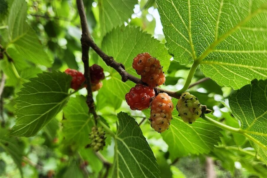 How about giving the fast-growing mulberry a go?